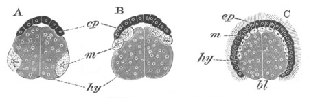 Illustration: Figure 212