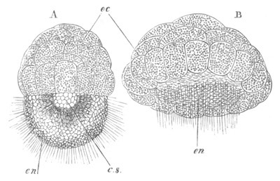 Illustration: Figure 215