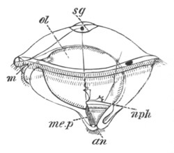 Illustration: Figure 226