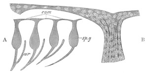 Illustration: Figure 266