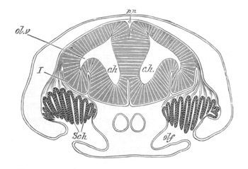 Illustration: Figure 273