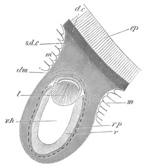 Illustration: Figure 292