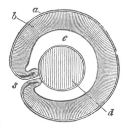 Illustration: Figure 294