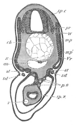 Illustration: Figure 367