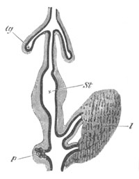 Illustration: Figure 422