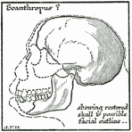 Diagram to Illustrate the Riddle of The Piltdown
Sub-man.