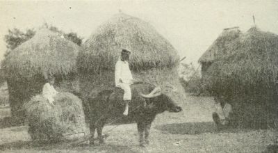 harvest