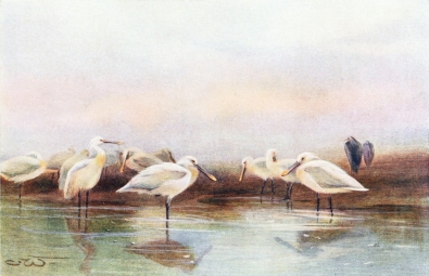 SPOONBILLS

On a mud-bank.