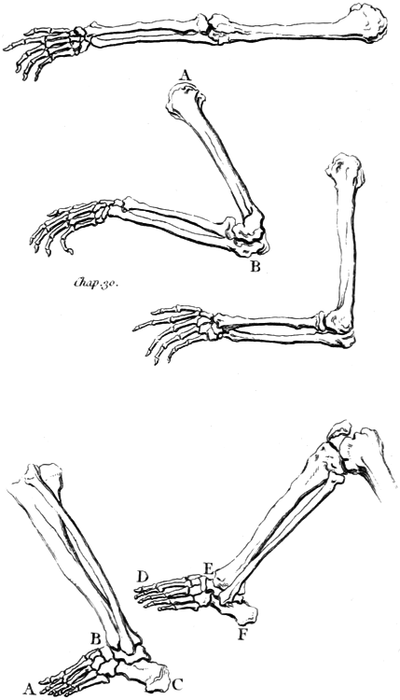 Plate 1