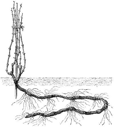 Vine Prior to Pruning