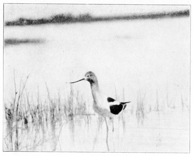 AMERICAN AVOCET.