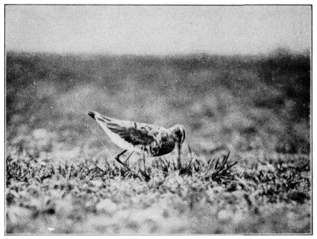 BLACK-TAILED GODWIT.