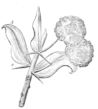 Fig. 15.—Flowers and sprig of
Acacia armata.