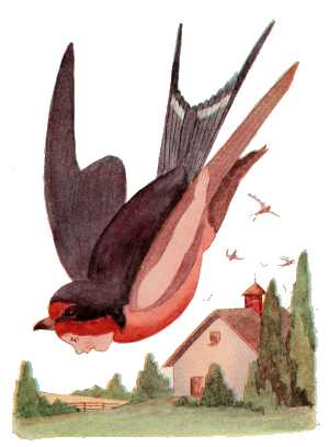 Barn Swallow