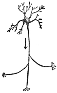 CONNECTING NERVE CELL

(From Martin’s “Human Body”)