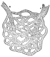 A NETWORK OF CAPILLARIES

The artery a and vein v (highly magnified). (From “The Human
Mechanism,” Hough and Sedgwick)