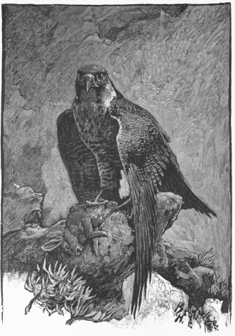 ... And stood there, proud and fierce, one foot still
grasping its victim.—P. 92.
Front.