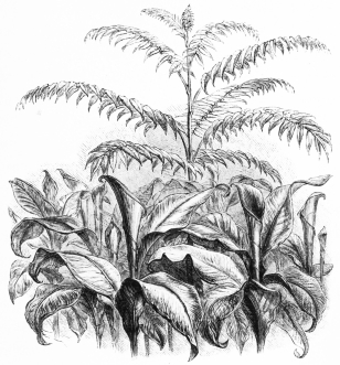 Image not available: AILANTUS AND CANNAS

Suggesting the effects to be obtained from young and vigorous specimens
of hardy fine-leaved trees.