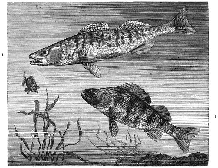 1) Baars (Perca fluviatilis), 2) Zander of Snoekbaars (Lucioperca sandra). ¼ v. d. ware grootte.