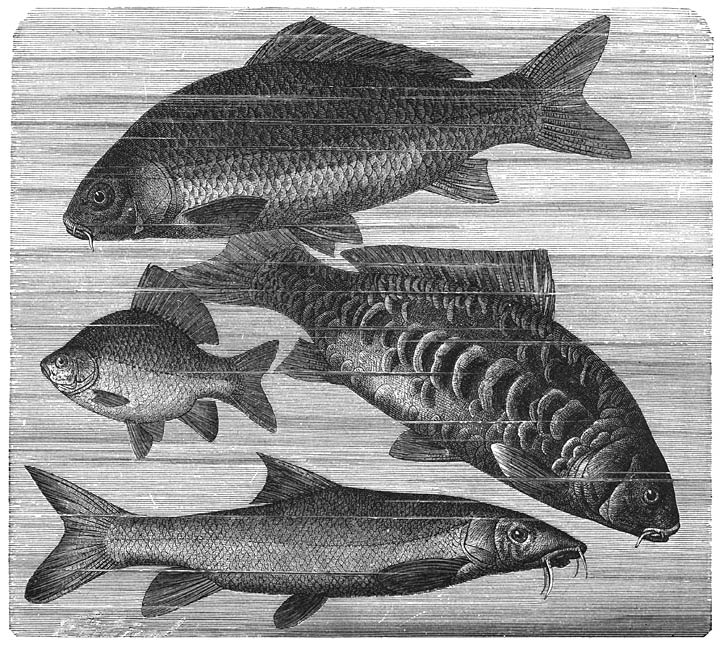 1) Karper en 2) Spiegelkarper (Cyprinus carpio); 3) Steenkarper (Carassius carassius); 4) Rivier-barbeel (Barbus vulgaris). ⅕ v. d. ware grootte.