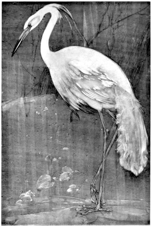 The White Heron