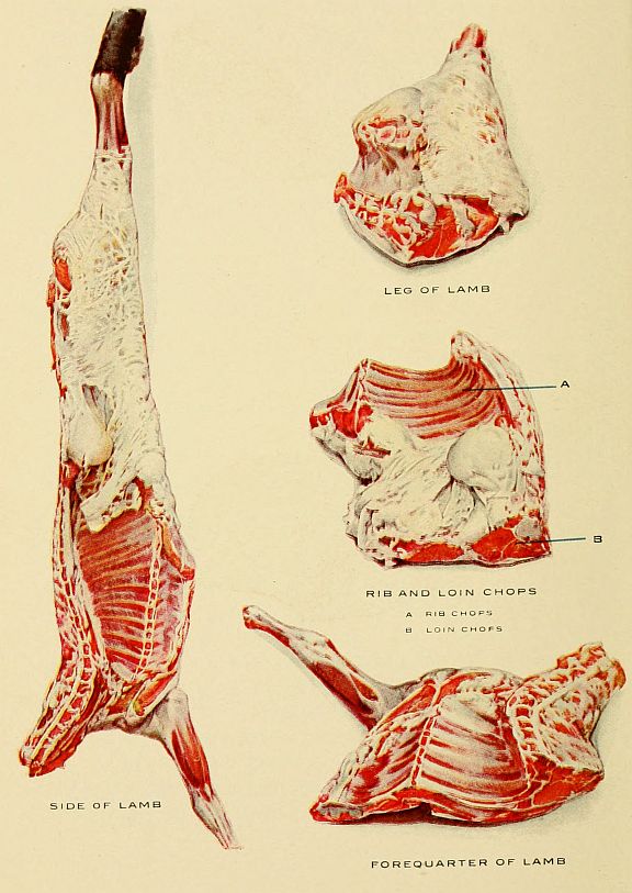 LEG OF LAMB, RIB AND LOIN CHOPS, RIB CHOPS, LOIN CHOPS, SIDE OF LAMB, FOREQUARTER OF LAMB