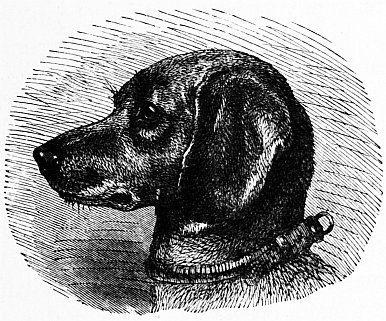 short-haired dachsund head