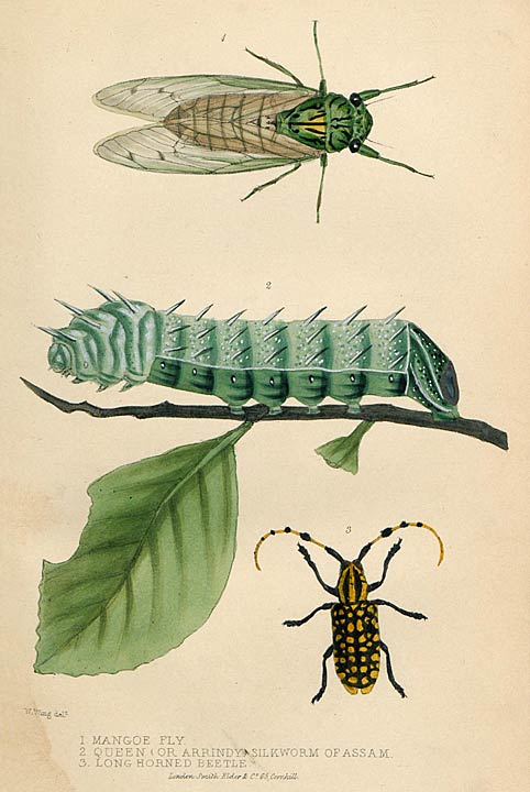 1. MANGOE FLY. 2. QUEEN (OR ARRINDY) SILKWORM OF ASSAM. 3. LONG HORNED BEETLE.