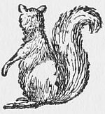 squirrel drawing