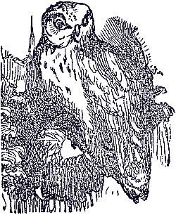 owl