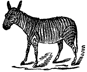 zebra