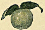 A green apple