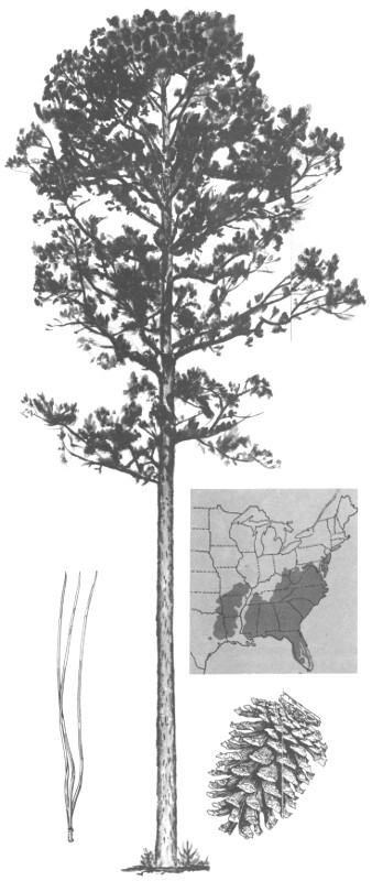 Southern Pine