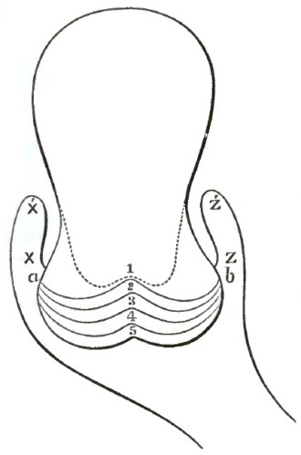 Descent of the uterus