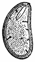 Longitudinal Section of Ivy Seed