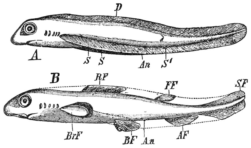 Fig. 9.