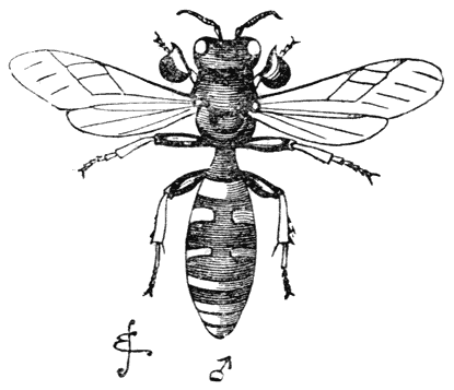 Fig. 23. Mannetje van Crabo cribrarius.