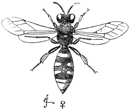 Fig. 24. Wijfje van Crabo cribrarius.