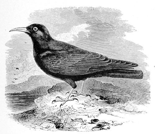 The Chough