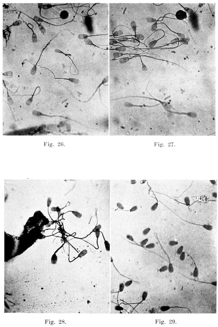 Fig. 26. Fig. 27. Fig. 28. Fig. 29.