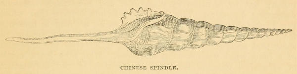 CHINESE SPINDLE.