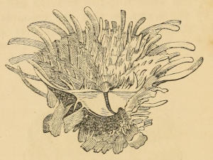 Spondylus Americanus, American Spiny Oyster