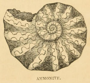 AMMONITE.