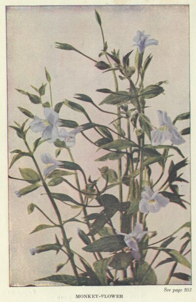 Monkey Flower